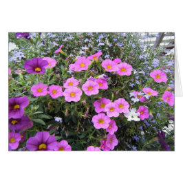 rosa och Lila OBS Kort