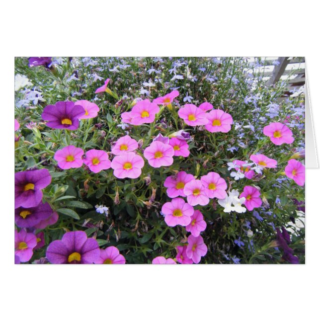 rosa och Lila OBS Kort (Framsidan Horizontal)