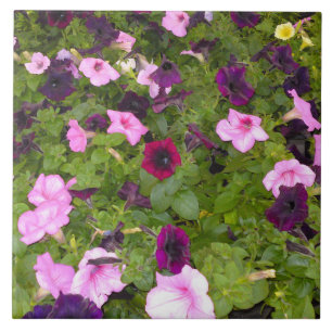 Rosa och Lila Petunia Flower Tile Kakelplatta