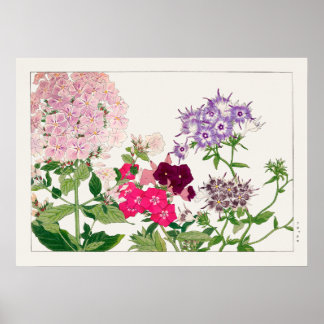 Rosa och Lila Phlox Flowers av Tanigami Konan. Poster