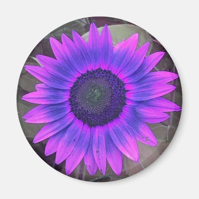 Rosa och lila solrosmagnet magnet (Framsidan)