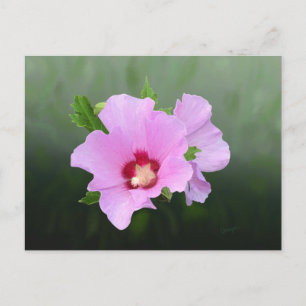 Rosa och lila stockrosblommor vykort