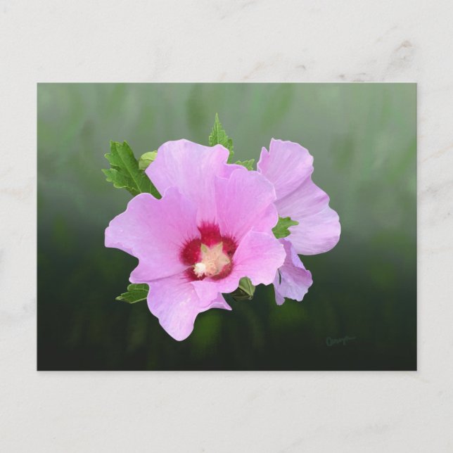 Rosa och lila stockrosblommor vykort (Framsida)
