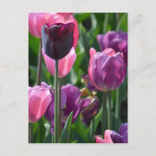 Rosa och Lila Tulips vykort