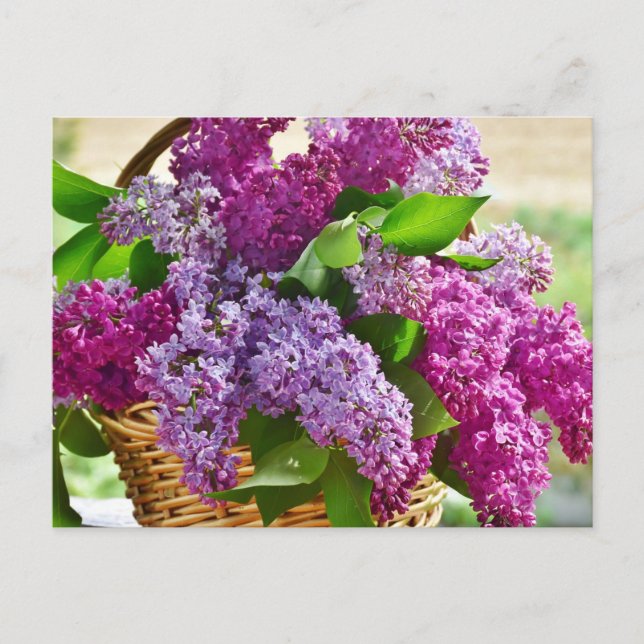 Rosa och Lila Vår Lilac Flowers i Basket Vykort (Framsida)