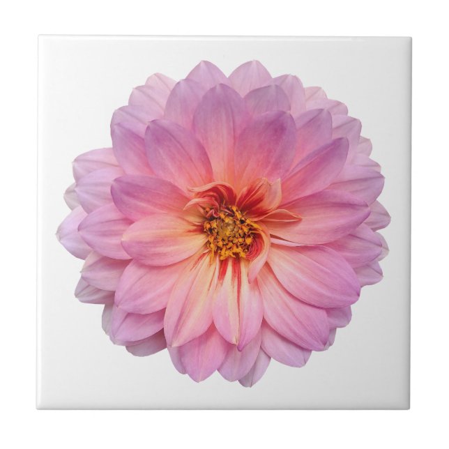 Rosa och Lila Zinnia Flower White Kakelplatta (Framsidan)