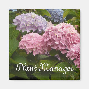 Rosa och mauve hydrangeor magnet