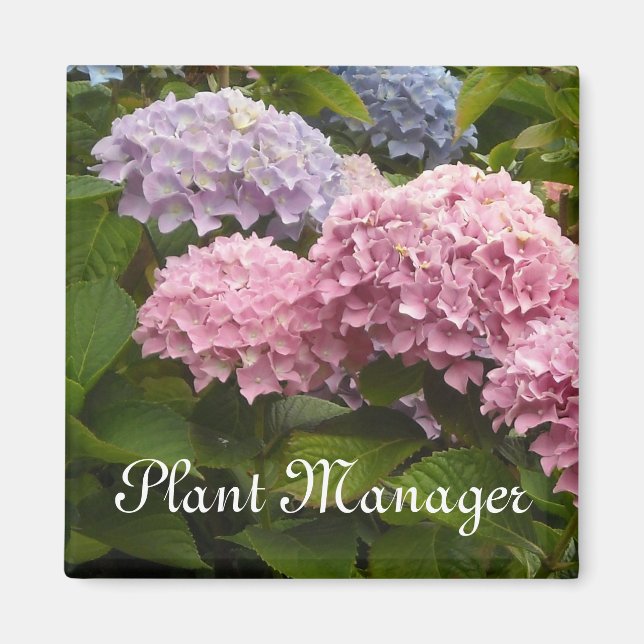 Rosa och mauve hydrangeor magnet (Framsidan)
