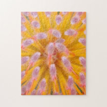 Rosa och Orange Pincushion Proteaceae