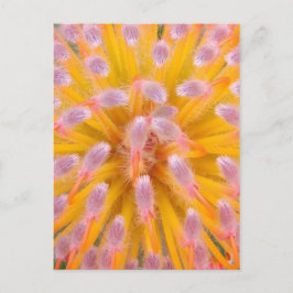 Rosa och Orange Pincushion Proteaceae Vykort