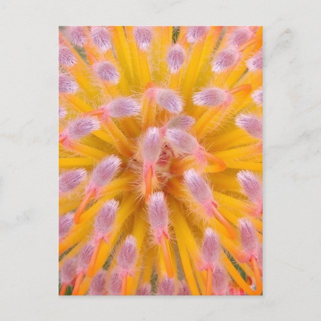 Rosa och Orange Pincushion Proteaceae Vykort (Framsida)