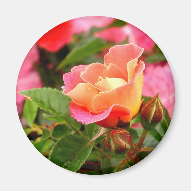 Rosa och Orange Ro Magnet (Framsidan)