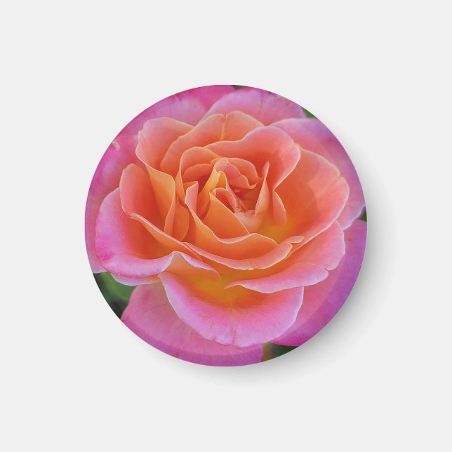 Rosa och Orange Ro Magnet (Framsidan)