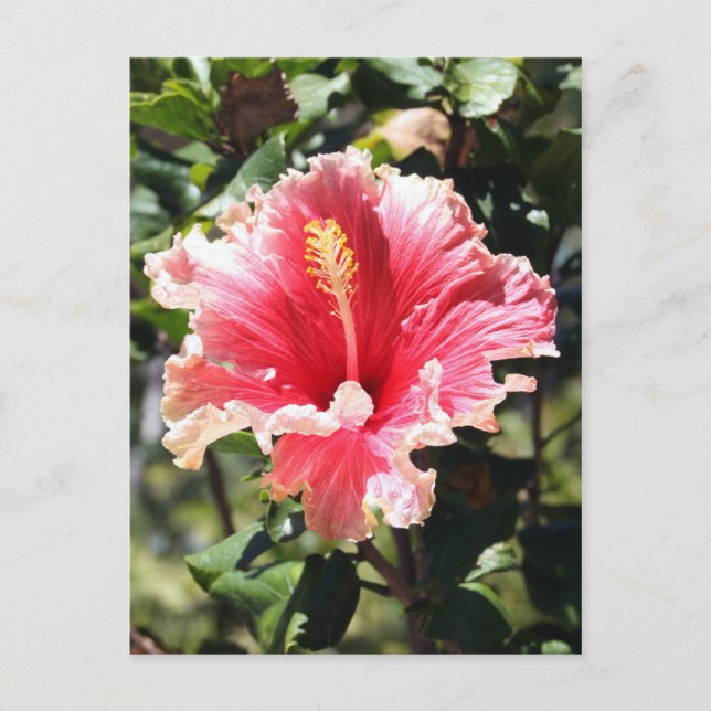 Rosa och Peach Hibiscus Fotovykort Vykort (Framsida)