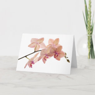 Rosa och persiko-Dendrobium Orchid - Anpassad Kort