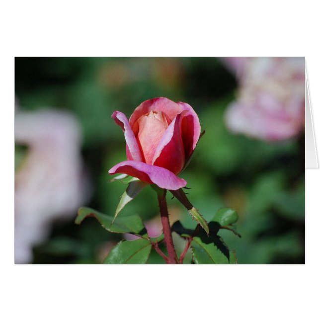 Rosa- och persikokort Ro Hälsningskort (Framsidan Horizontal)