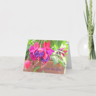 ROSA OCH PURPURFÄRGAD FUCHSIA SOM APPLÅDERAR FRÅN KORT