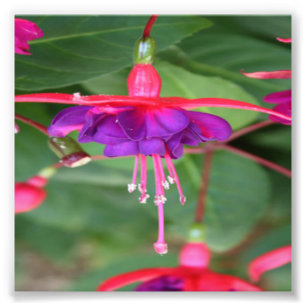 Rosa och purpurfärgade Fuschia blommor Fototryck