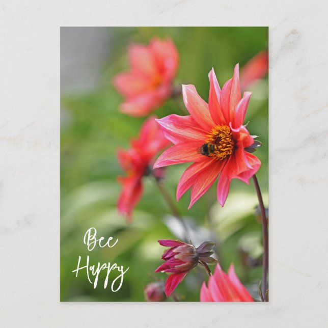 Rosa och Red Dahlia Bee Lycklig Flowers Wisley Vykort (Framsida)
