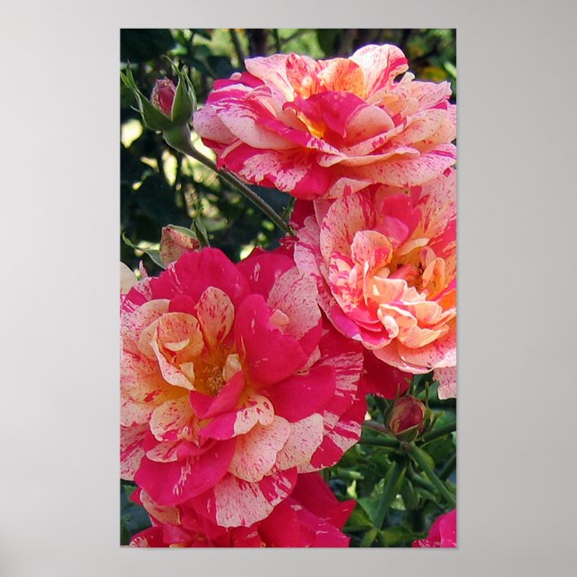Rosa och Ro Blommigt Art Poster (Framsidan)