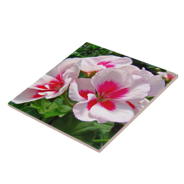 Rosa och röd Geranium-Blommigt Kakelplatta (Sidan)