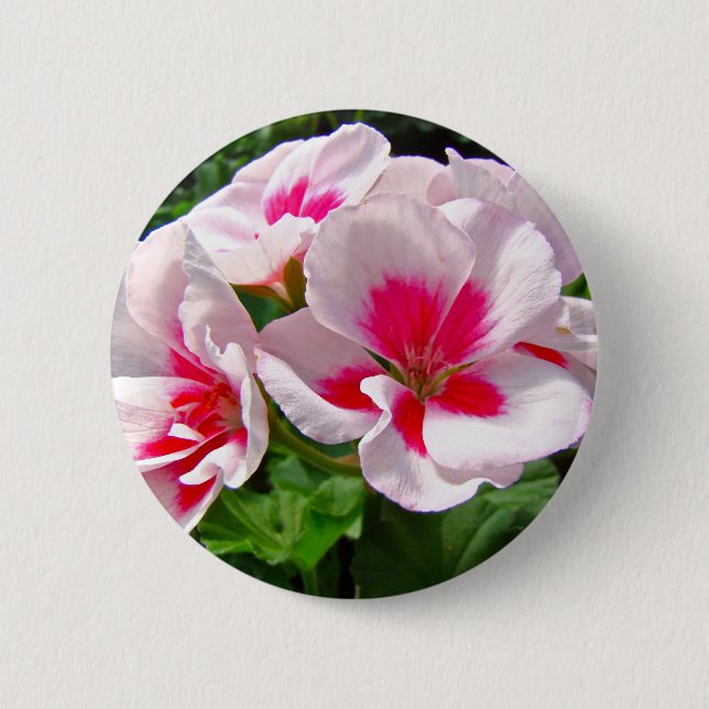 Rosa och röd Geranium-Blommigt Knapp (Framsida)