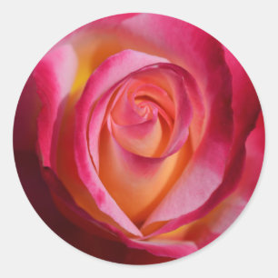 Rosa och Röd ros med Gult Högdagrar Runt Klistermärke