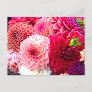 Rosa och Röda halvljusfoto-vykort Vykort