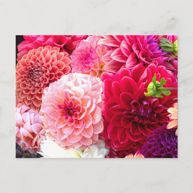 Rosa och Röda halvljusfoto-vykort Vykort (Framsida)