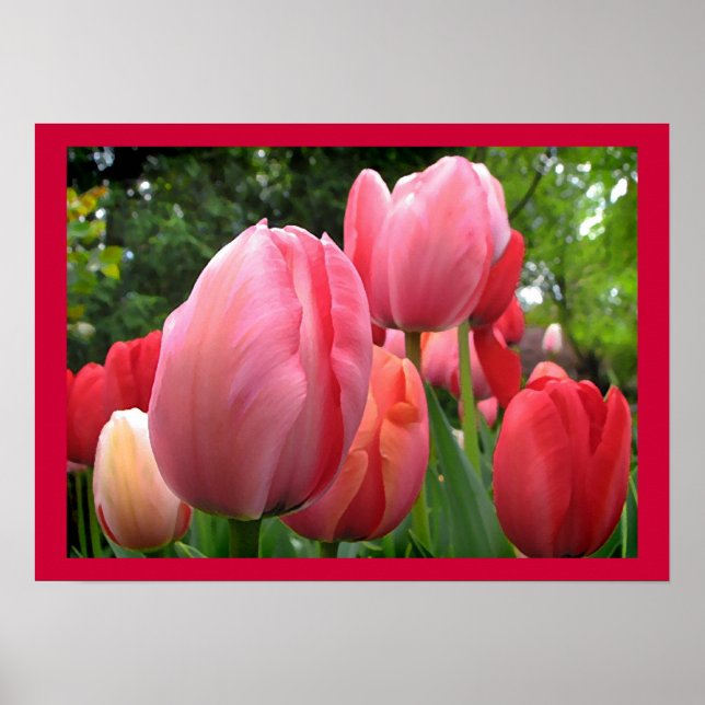 Rosa och Röda Vår Tulip Garden Flowers Poster (Framsidan)