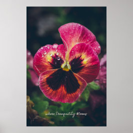 Rosa och rödblomma täckt med regndroppar poster