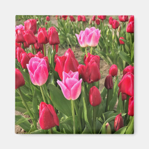 Rosa och rödtulpaner magnet