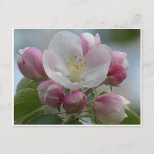 Rosa och vit äppelblomfoto vykort
