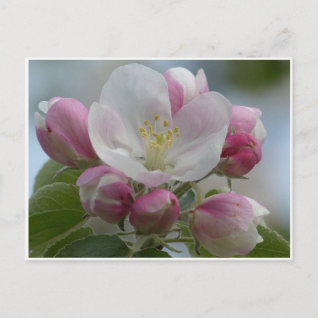 Rosa och vit äppelblomfoto vykort (Framsida)