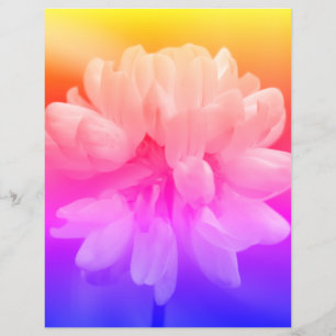 Rosa och vit blomma nära