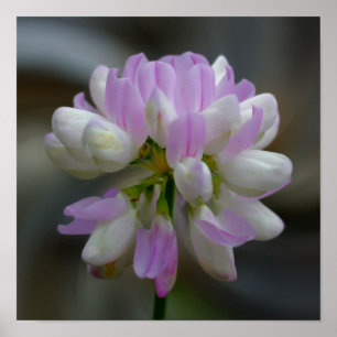 Rosa och vit blomma nära poster