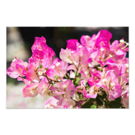 Rosa och vit bougainvillea fototryck