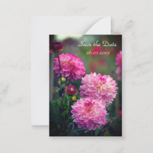 Rosa och vit Dahlia-blomma Spara datumkortet Anteckningskort