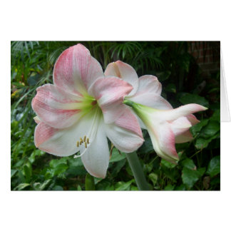 rosa och vit hälsningskort