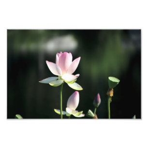 Rosa och vit Lotus Flower Fototryck