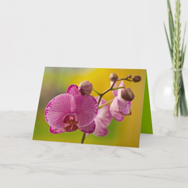 Rosa och vit orkidé kort (Framsida)