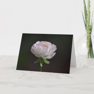 Rosa- och Vit ros-skydd (Blank Inside) Kort
