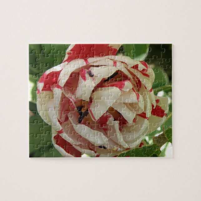 Rosa och Vit Tulip Puzzle Pussel (Horisontell)
