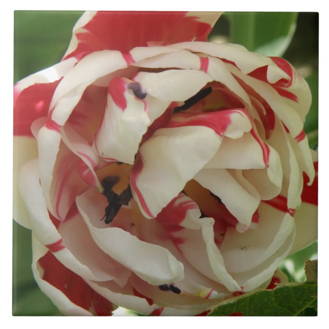 Rosa och vit tulpanplatta kakelplatta (Framsidan)