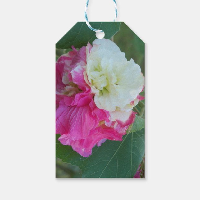 rosa och vit utbytbar hibiscus-blomma presentetikett (Framsidan)