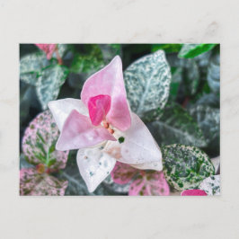 Rosa och vita blad med varierande färg  vykort