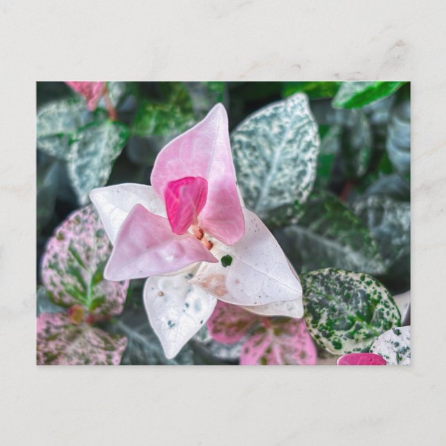 Rosa och vita blad med varierande färg  vykort (Framsida)