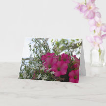 Rosa och vita blommor - Martha's Vineyard Card