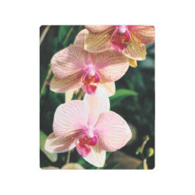 Rosa och vita, orchid Flowers