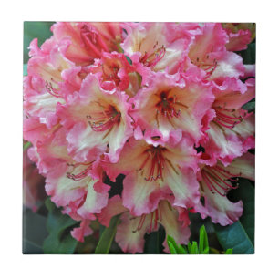 Rosa och vita rododendronblommor kakelplatta
